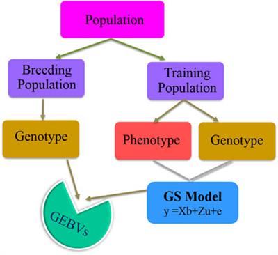 Genomic Selection: A Tool for Accelerating the Efficiency of Molecular Breeding for Development of Climate-Resilient Crops